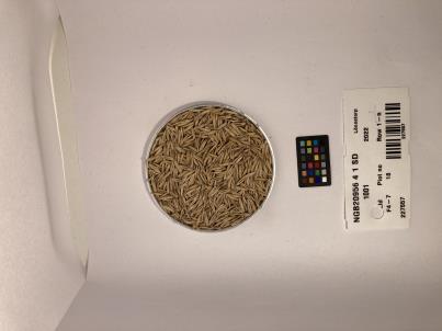 Click for 1 image(s) for this accession. SEED